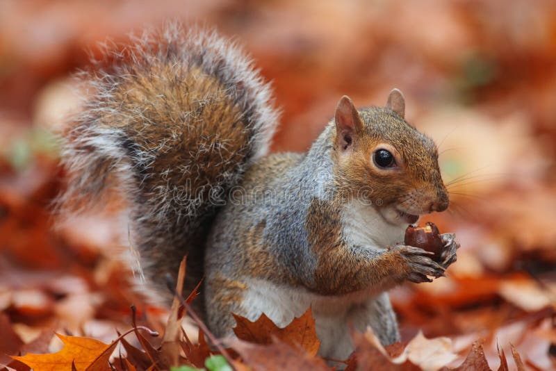 Squirrel in Autumn stock photos