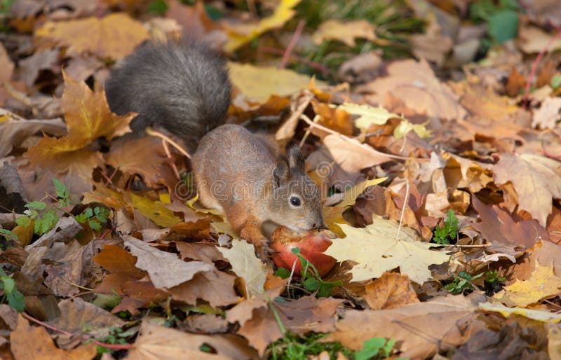 The squirrel in the autumn royalty free stock photography
