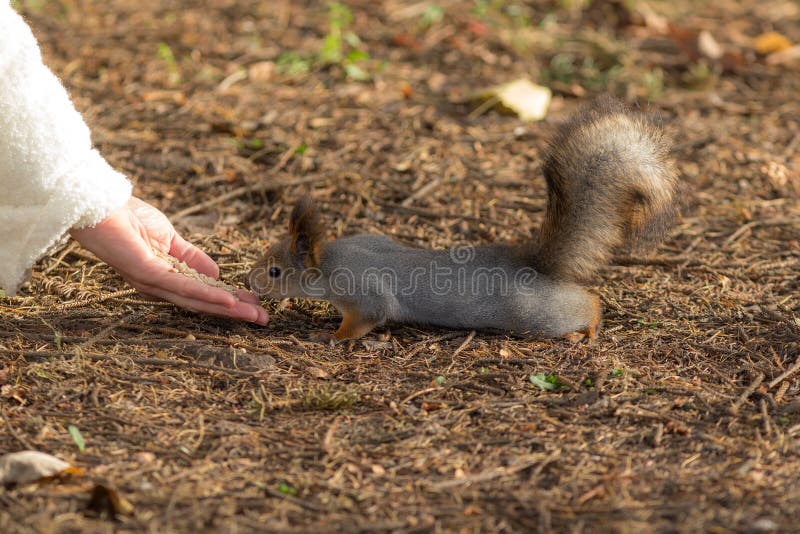 Squirrel in autumn stock photography