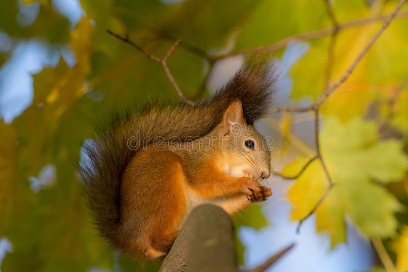 Squirrel in autumn royalty free stock images