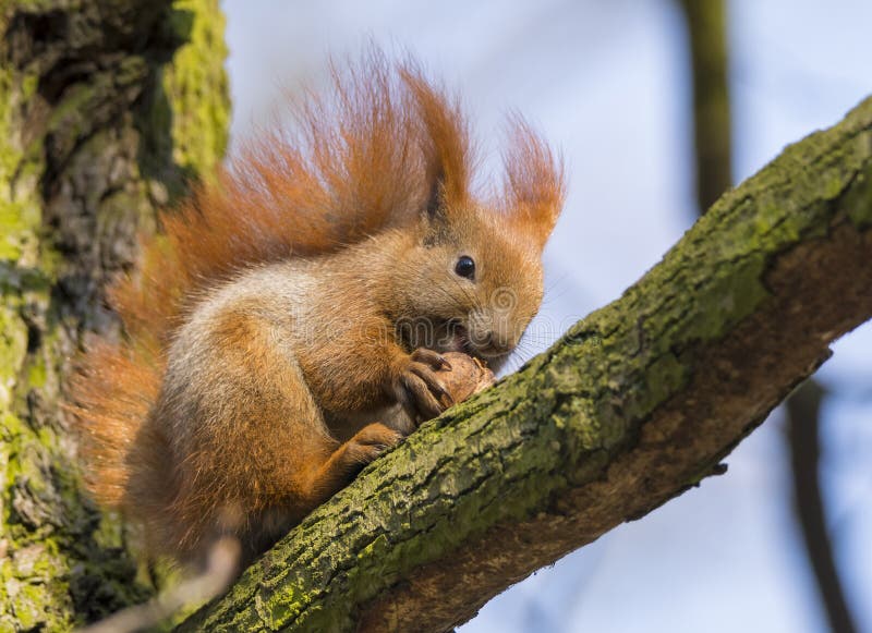 Squirrel stock image. Image of feeding, nutella, brown 50971733