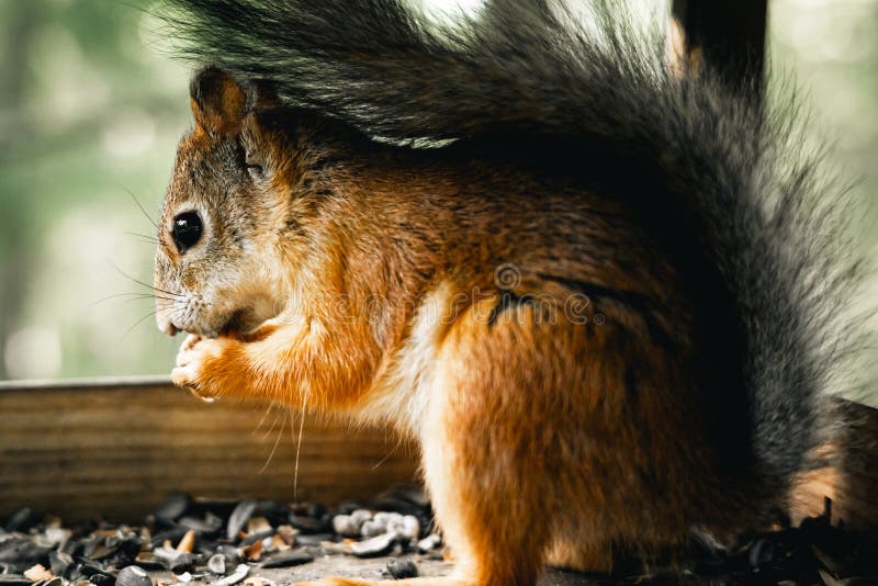 Squirrel in the birdhouse stock image. Image of closeup 271032439