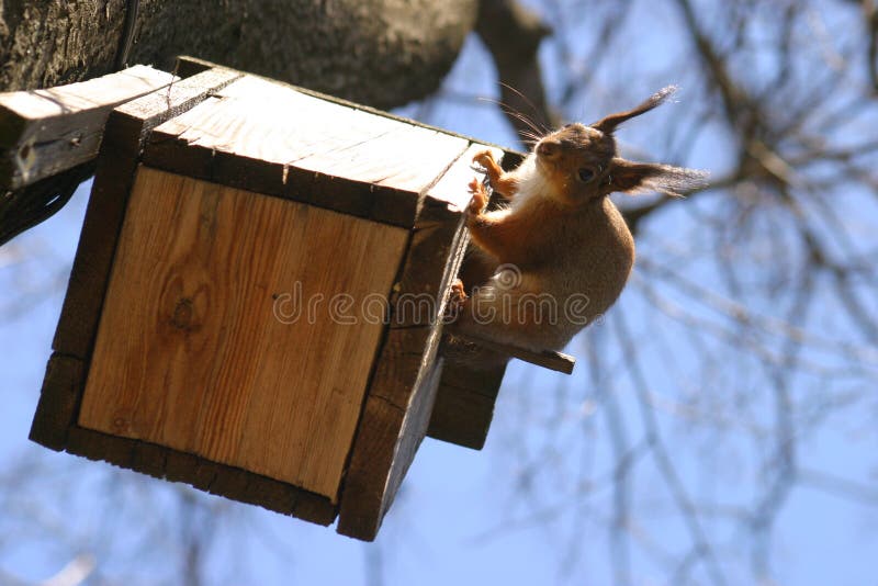 Squirrel Winter Home stock photo. Image of treehouse, animal 1941120