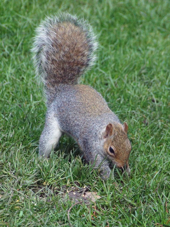 Squirrel burying a nut stock photo. Image of peanut 201329974