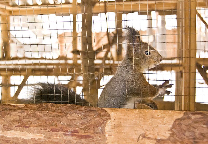 Squirrel Caught Live Trap Stock Photo by ©PTHamilton 326362780