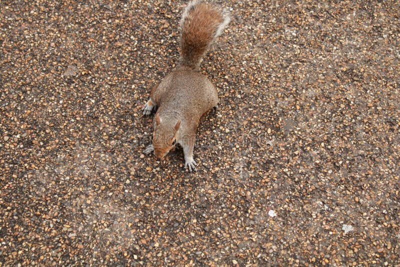 The squirrel came too close