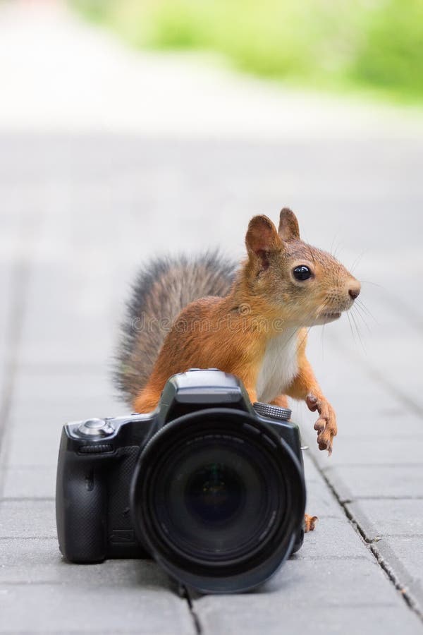 Squirrel with a camera stock image. Image of funny, close 132334541