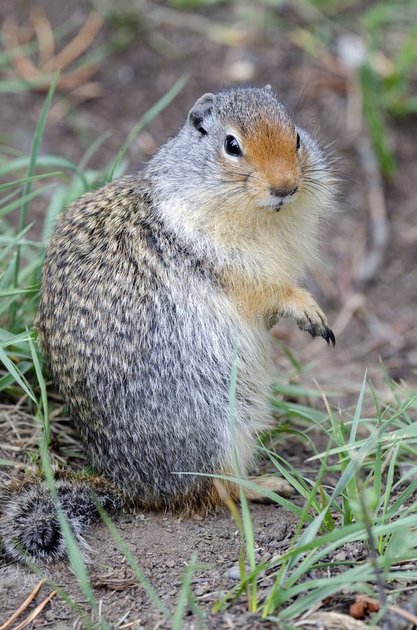 Squirrel in Canada stock photo. Image of rodent, environment 70741096