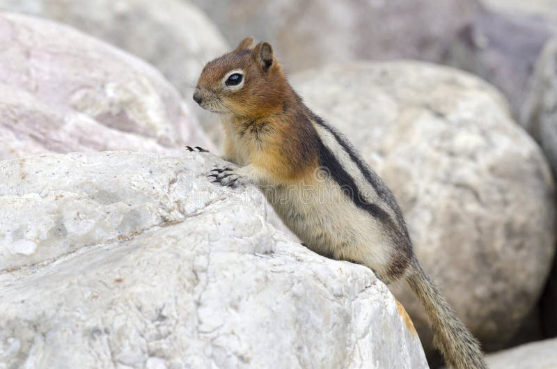 Squirrel in Canada stock photo. Image of animal, squirrel 70741328