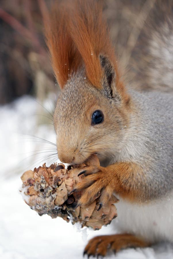 Gray Squirrel Eating A Pine Cone Stock Image Image of mammal, rodent