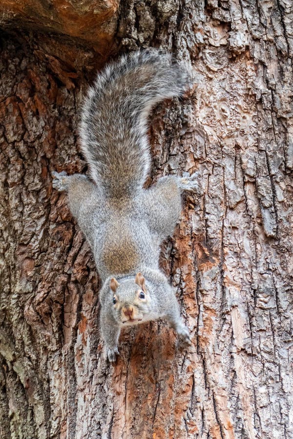 The Squirrel of the Central Park in Manhattan Stock Image Image of