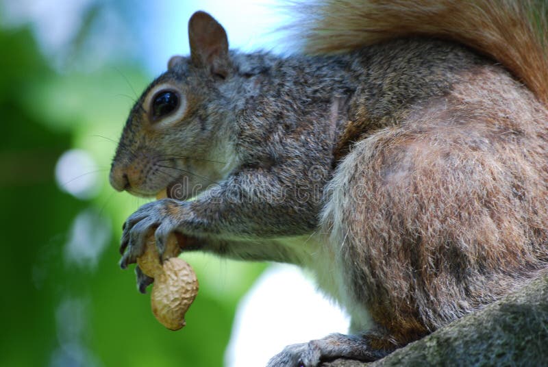 Squirrel Chomping on a Peanut
