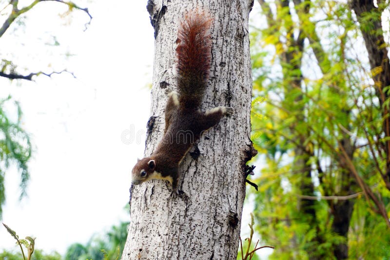 Squirrel Climbing Down a Tree. Cute Looking Small Furry Animal Stock