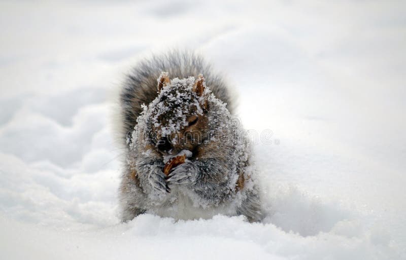 Squirrel covered with snow eathing gathering food