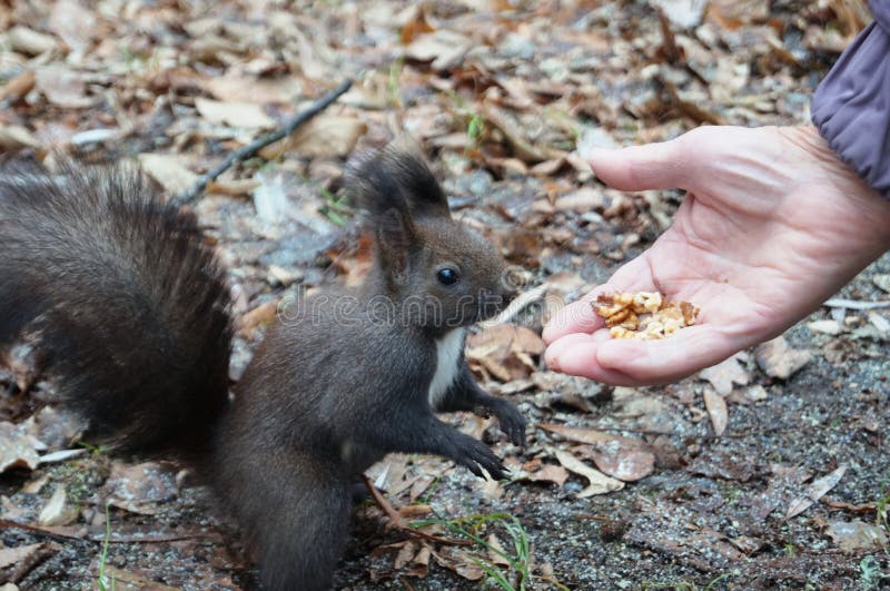Squirrel with Dark Fur and a Bushy Tail Eating Nuts Stock Photo Image