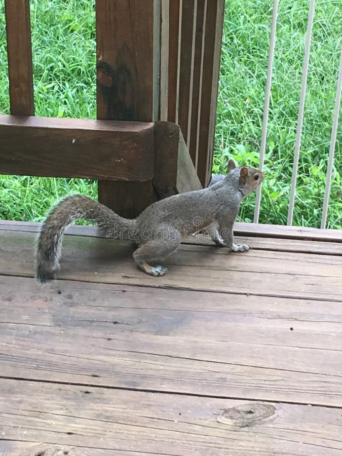 Squirrel on a deck stock photo. Image of fluffy, rodent 193164748
