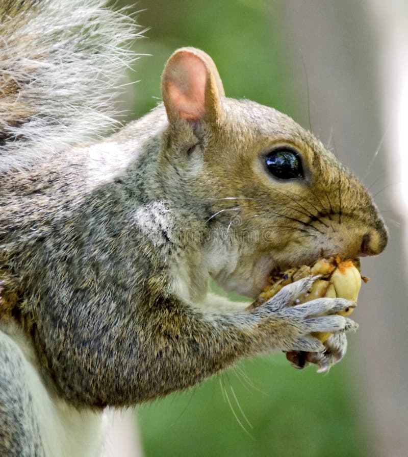 Eastern Gray Squirrel with Striped Tail Stock Photo Image of cute