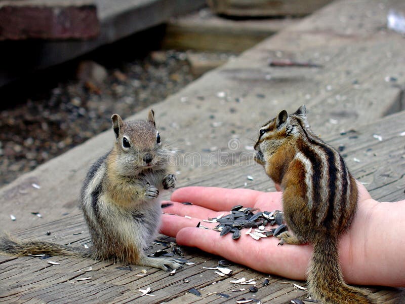 Squirrel eat from hand