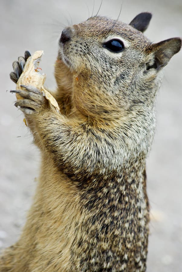 Squirrel Eating royalty free stock photography
