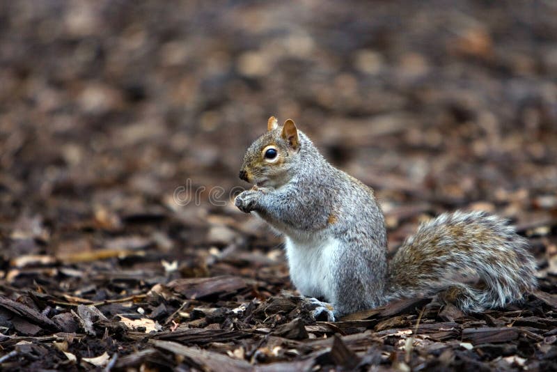 Squirrel eating stock photos