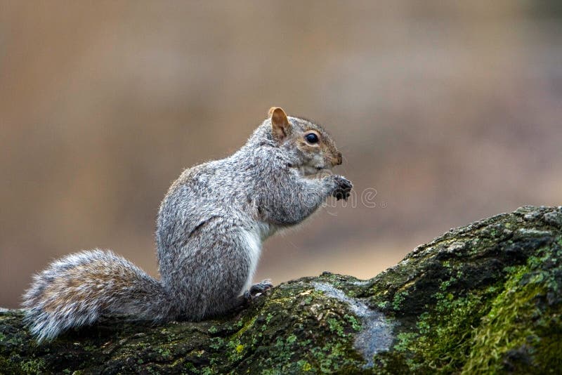 Squirrel eating royalty free stock photos