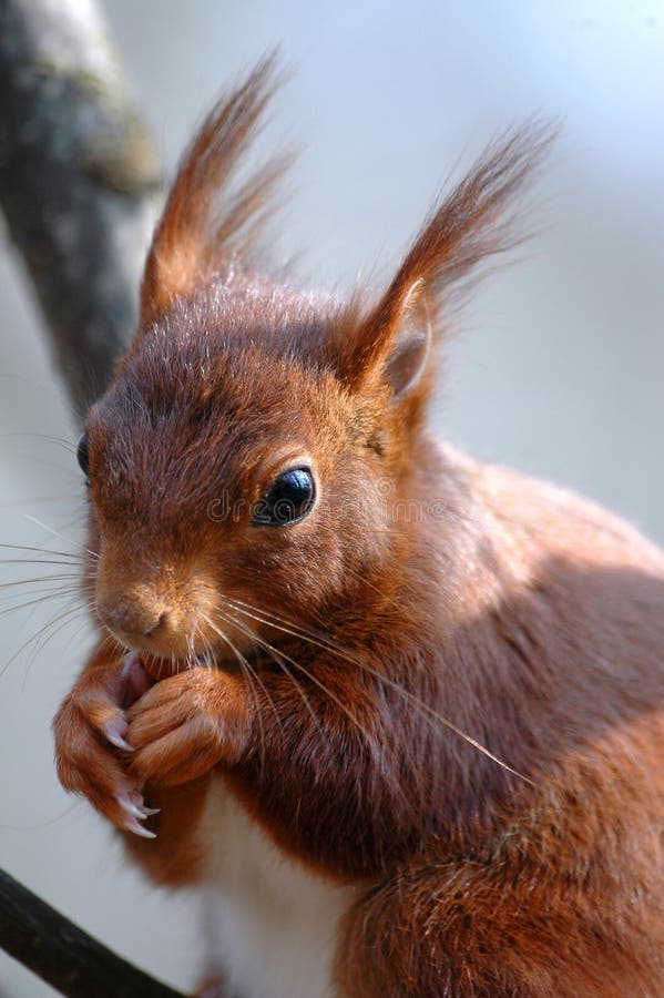Squirrel eating royalty free stock photo