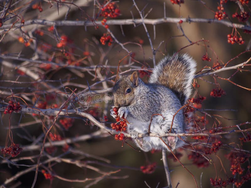 382 Squirrel Berries Photos Free & RoyaltyFree Stock Photos from