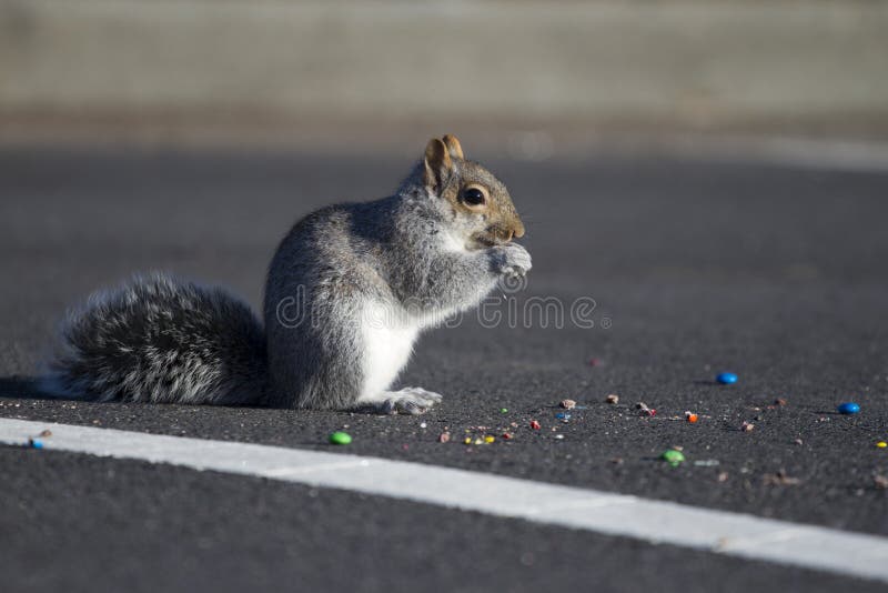 Squirrel Eating Candies Stock Photos Free & RoyaltyFree Stock Photos