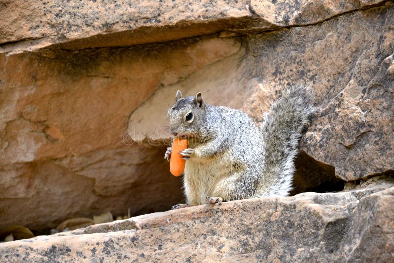 National Carrot Cake Day, World Writers Day, World Wildlife Day. Stock