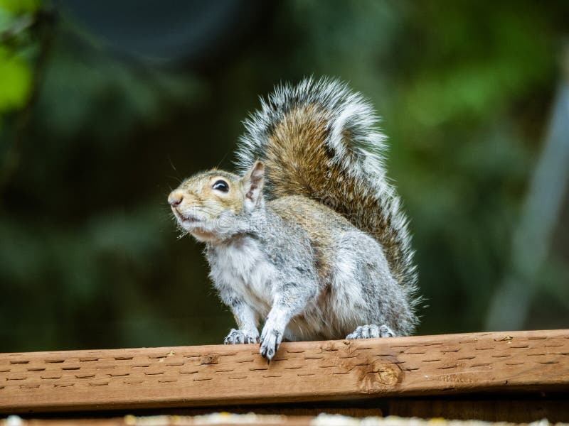 Squirrel Eating Food on Fence Post. Stock Image Image of post, food