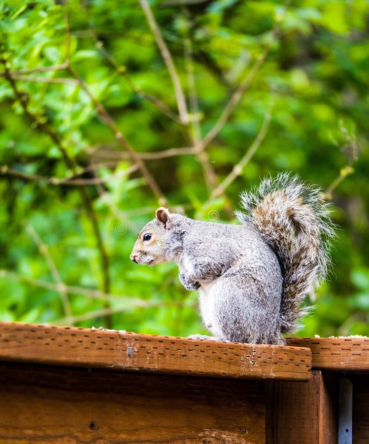 Squirrel Eating Food on Fence Post. Stock Image Image of post, food