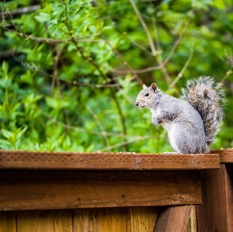Squirrel Eating Food on Fence Post. Stock Image Image of post, food