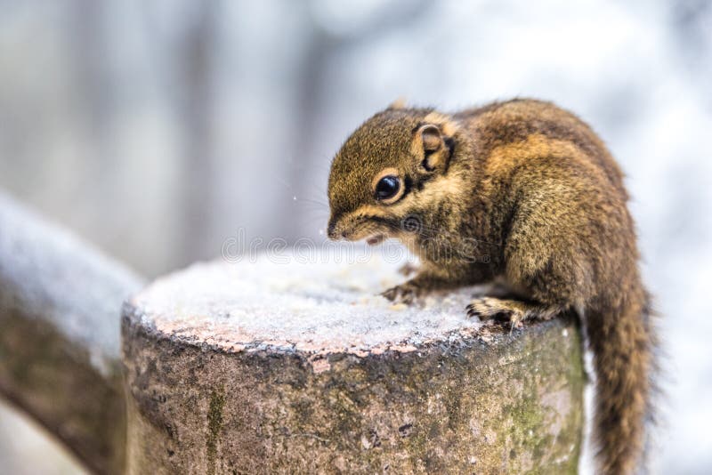 Squirrel Eating Food in Park Stock Image Image of portrait, nature