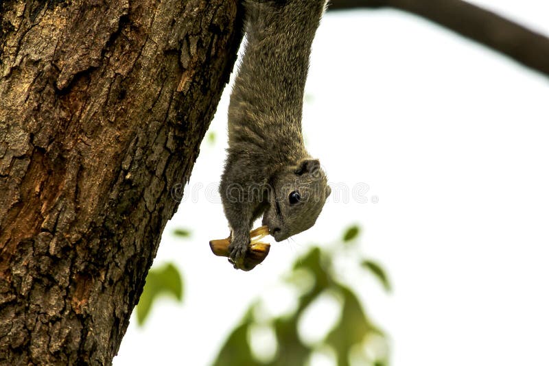 Squirrels Eating Fruit Tree Stock Photos Free & RoyaltyFree Stock