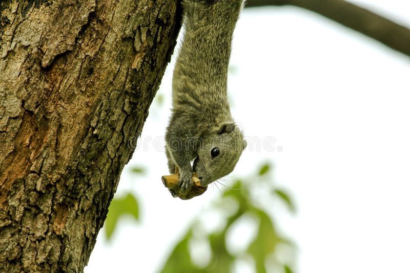 Squirrel Eating Fruit on a Tree in the Park. Stock Image Image of