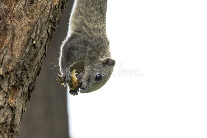 Squirrel Eating Fruit on a Tree in the Park. Stock Image Image of