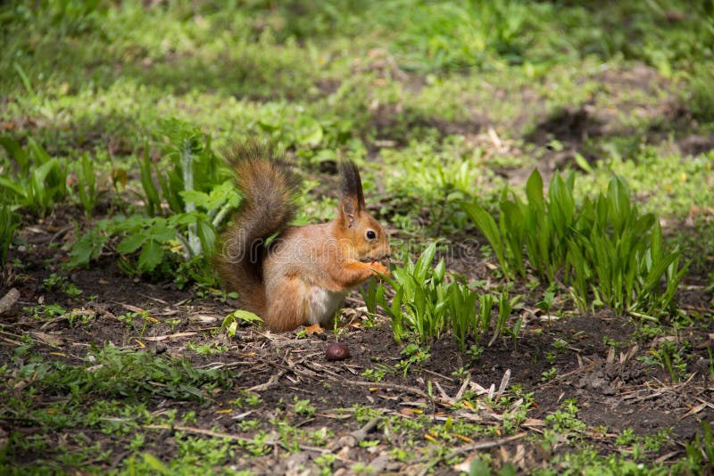 Squirrel Eating in the Grass Stock Photo Image of wild, earth 70589748