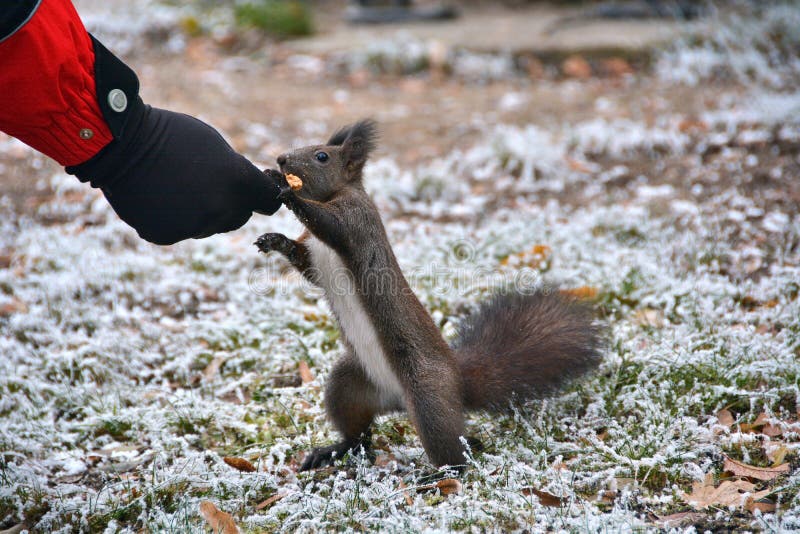Squirrel eating from hand stock photo