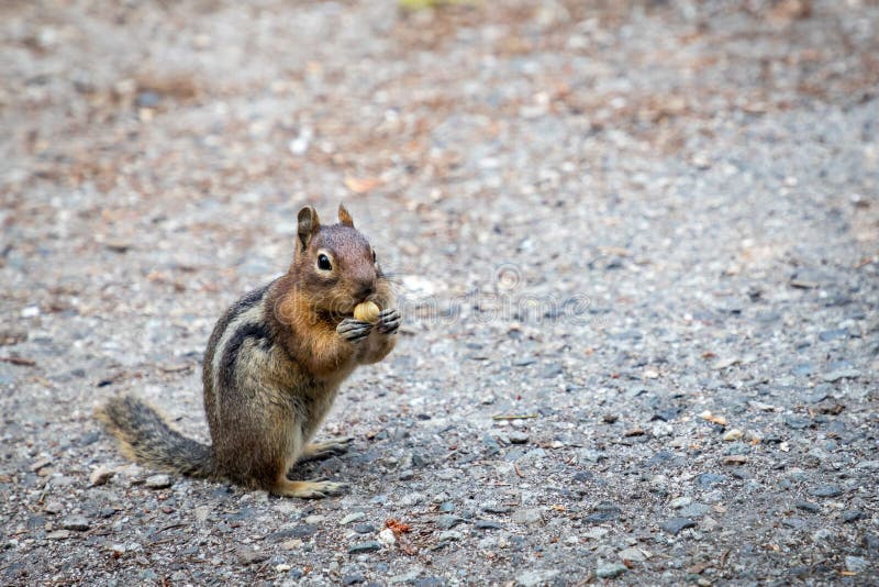 Squirrel Eating a Hazelnut stock image. Image of wild 235190663