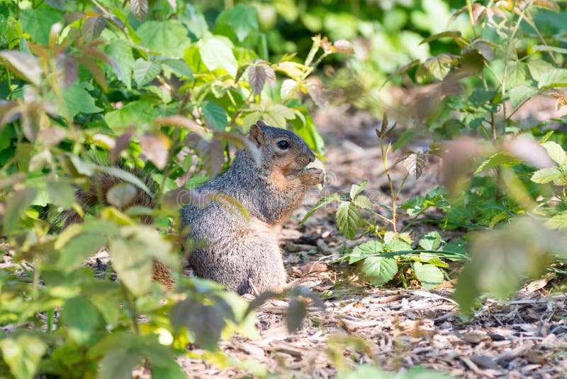 Squirrel eating leaves stock photo. Image of environment 71268672