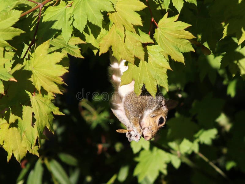 Squirrel Eating Maple Seeds Stock Image Image of wildlife, seeds