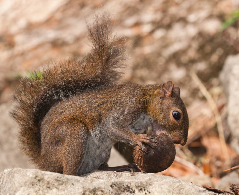 Squirrel eating nut. stock image