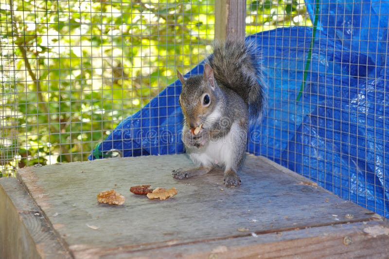 Squirrel Eating Nut in Cage Stock Image Image of rescue, cute 30621329