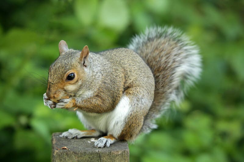 Squirrel eating nut