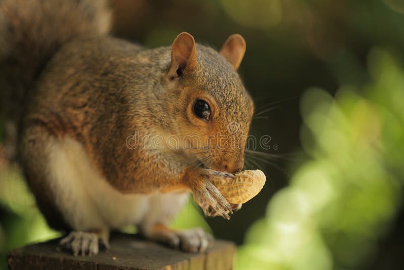 Squirrel eating nut