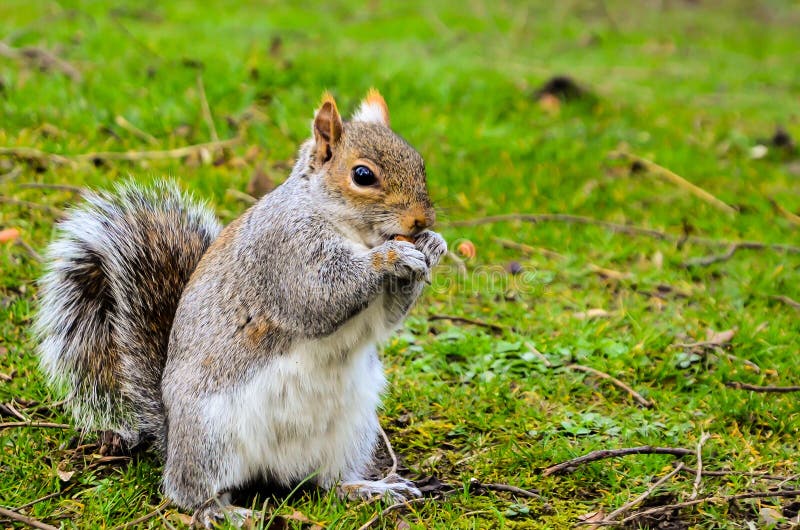 Squirrel eating nut stock image. Image of grey, curious - 39262391