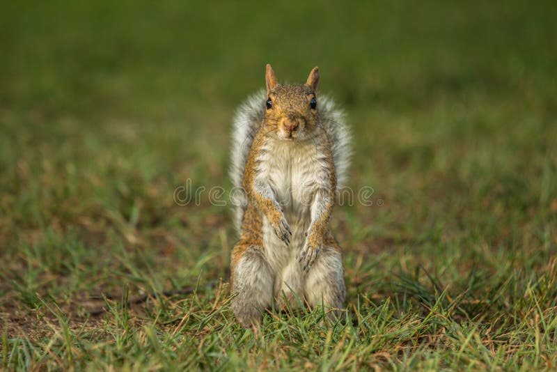 Squirrel eating a nut stock photo. Image of adorable 67061874