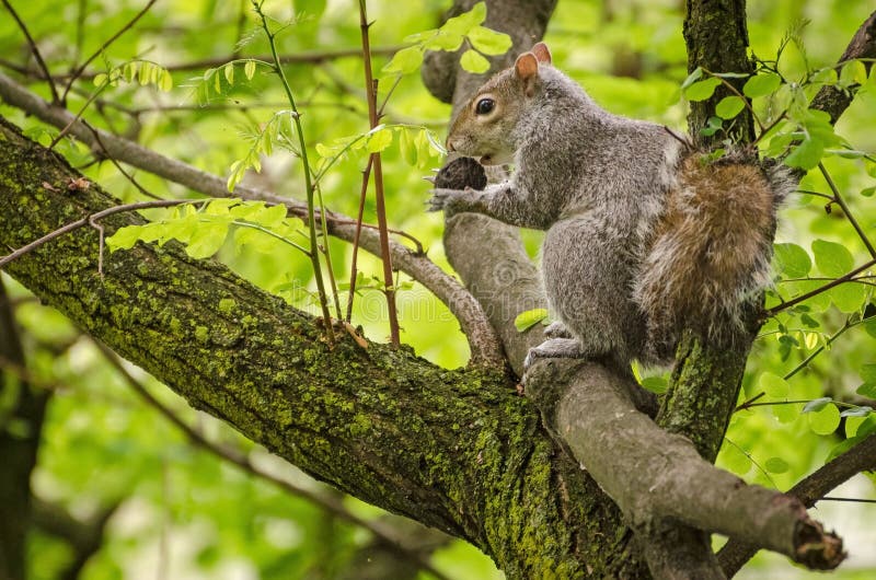 Squirrel eating a nut royalty free stock photography