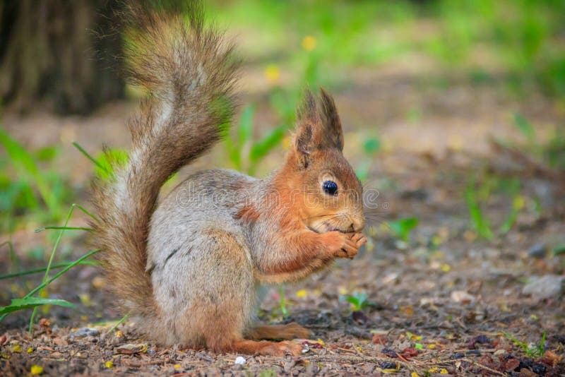 Squirrel eating a nutlet. Red squirrel. Squirrel is eating. Rodent. Animals of the park