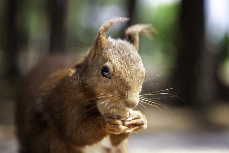 Squirrel eating nuts stock image. Image of animals, nuts 220794207